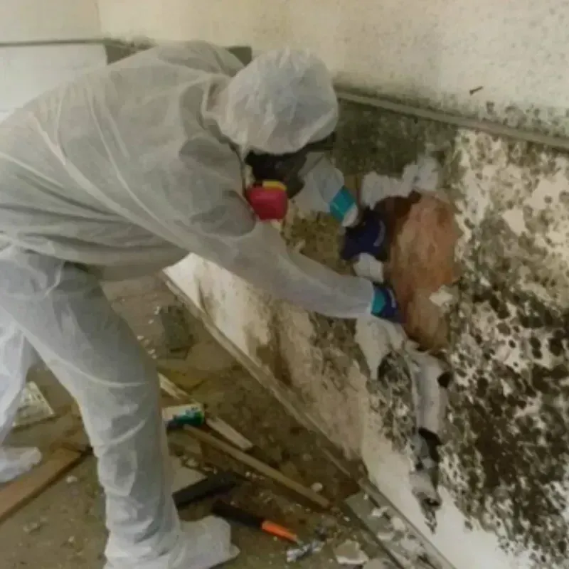 Mold Remediation and Removal in Sandpoint, ID